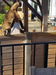 Thug Cat part 2. What, has this thing appeared again tonight?