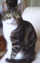 Help with re-homing my cats