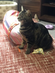 Show your cat photos