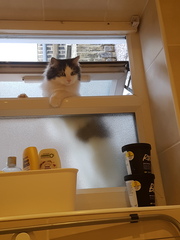 Show your cat photos