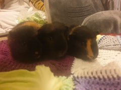 Adopted 3 guinea pigs advice on pregnancy