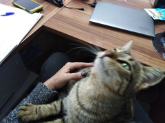 Cat causes woman to lose job and Facebook friends (not my cat!)