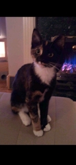 Does anyone else’s cat supervise them cleaning their litter tray?
