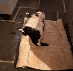 What's your DCat up to today? (Thread 7!)
