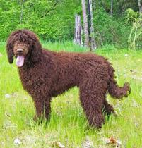 Buying a cockapoo