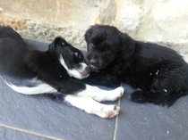 Adopting two puppies from the same litter?