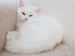 White cats - can I please see yours