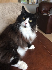 Show your cat photos