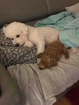 Show Us Your Pets!