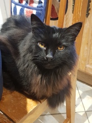 Show your cat photos