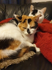 Show your cat photos