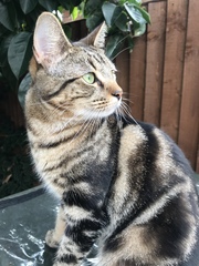 Show Us Your Pets!