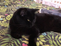 Show Us Your Pets!