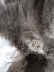 AIBU to want veterinary advice?