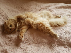 Show your cat photos