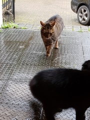 Thug Cat part 2. What, has this thing appeared again tonight?