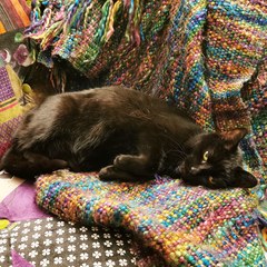 Show Us Your Pets!