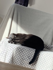 Show your cat photos