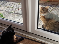 Thug Cat part 2. What, has this thing appeared again tonight?