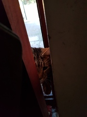 Thug Cat part 2. What, has this thing appeared again tonight?