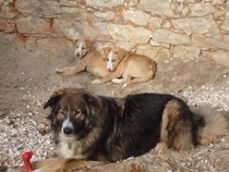 Adopting two puppies from the same litter?
