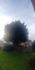 What can we do about neighbours tree