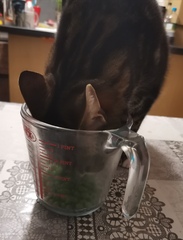 Show your cat photos