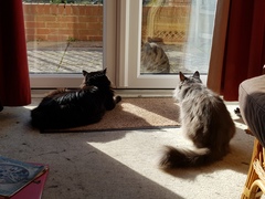 Thug Cat part 2. What, has this thing appeared again tonight?