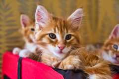 I've come here to cheer mumsnet up!