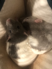 Show Us Your Pets!