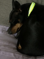 Whose dog is the cutest?