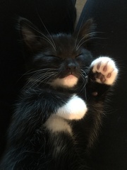 Show Us Your Pets!