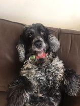 Show Us Your Pets!