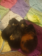 Adopted 3 guinea pigs advice on pregnancy