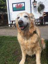 Show Us Your Pets!