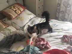 Cat litter delivery?