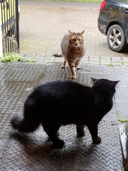 Thug Cat part 2. What, has this thing appeared again tonight?