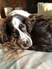 Let’s share photos of our beloved pets!!