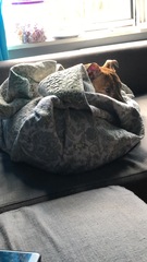 Dogs on the sofa