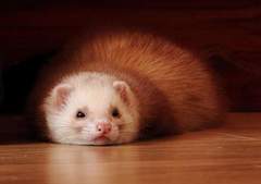 Let’s share photos of our beloved pets!!
