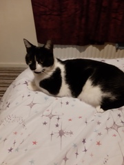 Show your cat photos