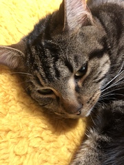 Cat chat - The Ollie and Paws show, with extra Little K drama