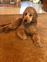 Buying a cockapoo