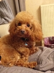 Poodle then