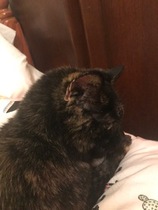 Happy Gotcha Day, Ashycat