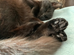Let’s share photos of our beloved pets!!