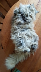 Show your cat photos
