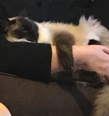 Show your cat photos