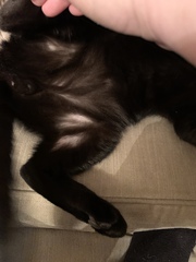 Any ideas why my cats suddenly got bald patches??