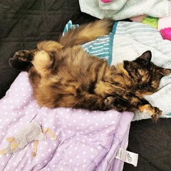 Show Us Your Pets!